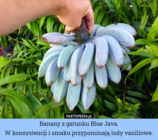 Banany z gatunku Blue Java.
W konsystencji i smaku przypominają lody vaniliowe. 