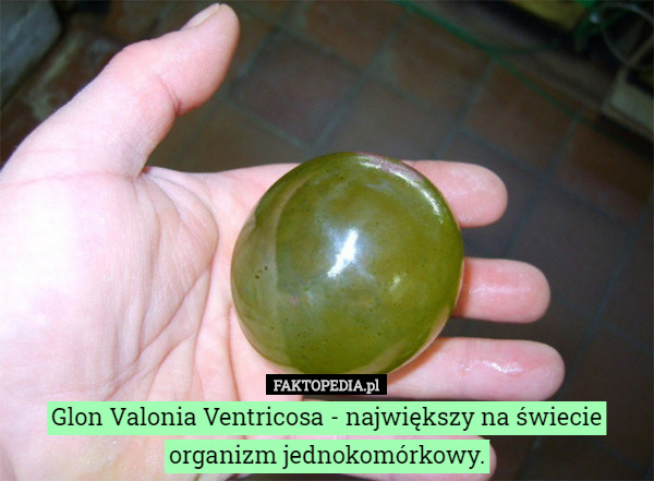 Glon Valonia Ventricosa - największy na świecie organizm jednokomórkowy. 