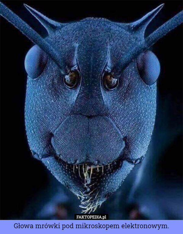 Głowa mrówki pod mikroskopem elektronowym. 