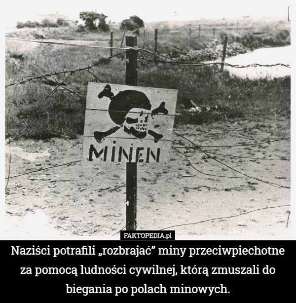 Naziści potrafili „rozbrajać” miny przeciwpiechotne za pomocą ludności cywilnej, którą zmuszali do biegania po polach minowych. 