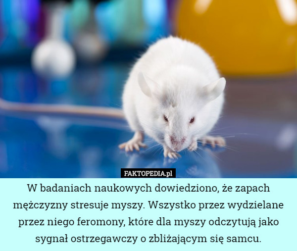 W badaniach naukowych dowiedziono, że zapach mężczyzny stresuje myszy. Wszystko przez wydzielane przez niego feromony, które dla myszy odczytują jako sygnał ostrzegawczy o zbliżającym się samcu. 