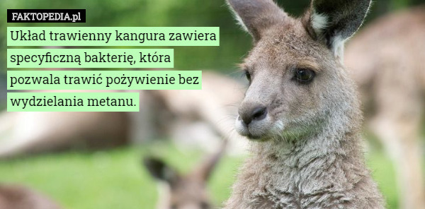 Układ trawienny kangura zawiera specyficzną bakterię, która pozwala trawić pożywienie bez wydzielania metanu. 