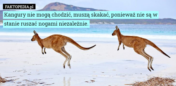 Kangury nie mogą chodzić, muszą skakać, ponieważ nie są w stanie ruszać nogami niezależnie. 