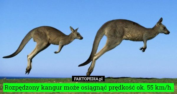 Rozpędzony kangur może osiągnąć prędkość ok. 55 km/h. 