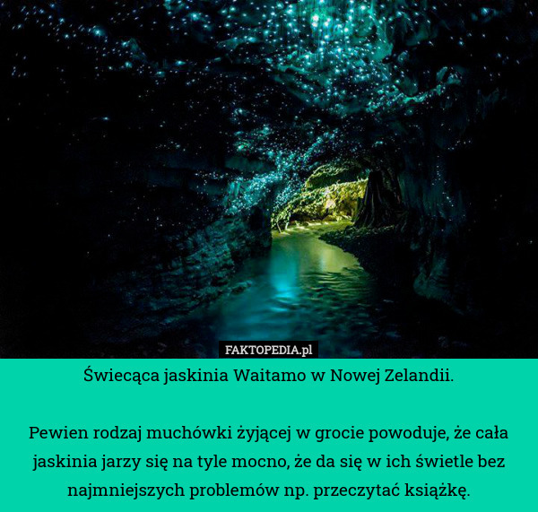 Świecąca jaskinia Waitamo w Nowej Zelandii.

Pewien rodzaj muchówki żyjącej w grocie powoduje, że cała jaskinia jarzy się na tyle mocno, że da się w ich świetle bez najmniejszych problemów np. przeczytać książkę. 