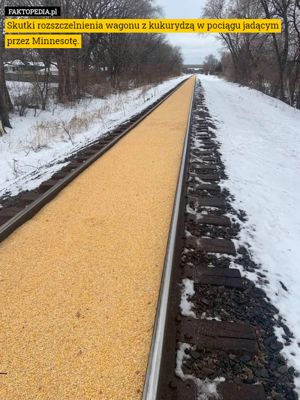 Skutki rozszczelnienia wagonu z kukurydzą w pociągu jadącym przez Minnesotę. 