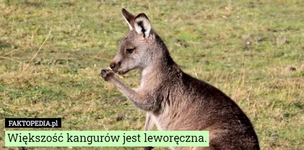 Większość kangurów jest leworęczna. 