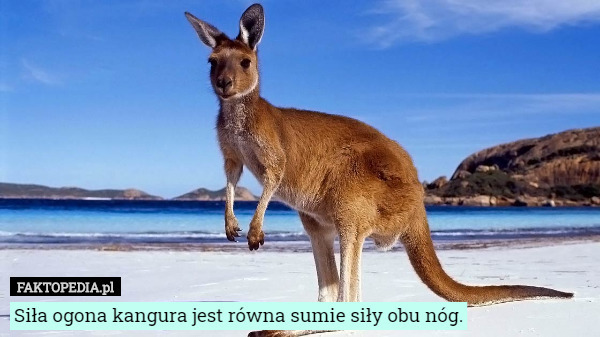 Siła ogona kangura jest równa sumie siły obu nóg. 