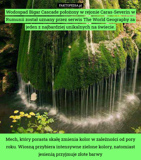 Wodospad Bigar Cascade położony w rejonie Caras-Severin w Rumunii został uznany przez serwis The World Geography za jeden z najbardziej unikalnych na świecie.














Mech, który porasta skałę zmienia kolor w zależności od pory roku. Wiosną przybiera intensywne zielone kolory, natomiast jesienią przyjmuje złote barwy 