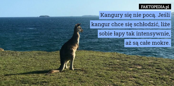 Kangury się nie pocą. Jeśli kangur chce się schłodzić, liże sobie łapy tak intensywnie,
 aż są całe mokre. 