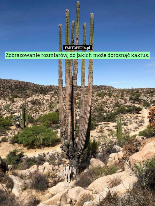 Zobrazowanie rozmiarów, do jakich może dorosnąć kaktus. 