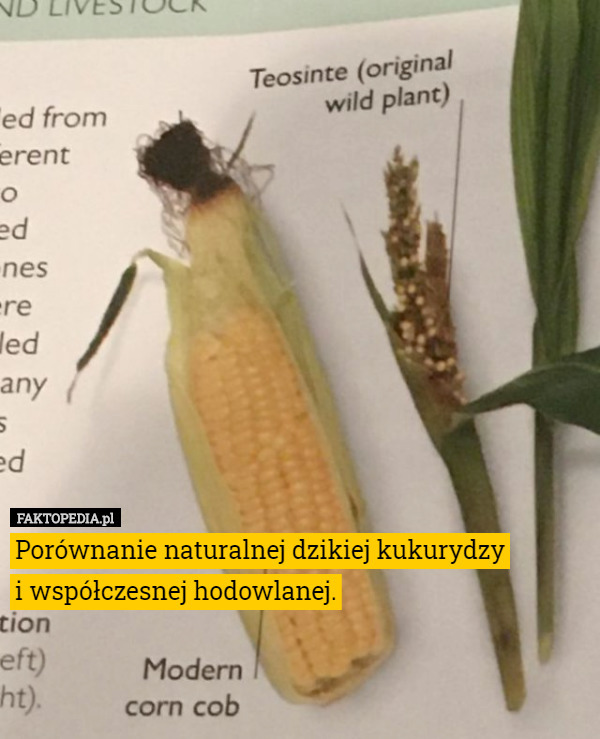 Porównanie naturalnej dzikiej kukurydzy
 i współczesnej hodowlanej. 