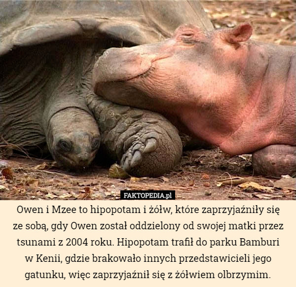 Owen i Mzee to hipopotam i żółw, które zaprzyjaźniły się
 ze sobą, gdy Owen został oddzielony od swojej matki przez tsunami z 2004 roku. Hipopotam trafił do parku Bamburi
w Kenii, gdzie brakowało innych przedstawicieli jego gatunku, więc zaprzyjaźnił się z żółwiem olbrzymim. 