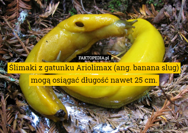 Ślimaki z gatunku Ariolimax (ang. banana slug) mogą osiągać długość nawet 25 cm. 