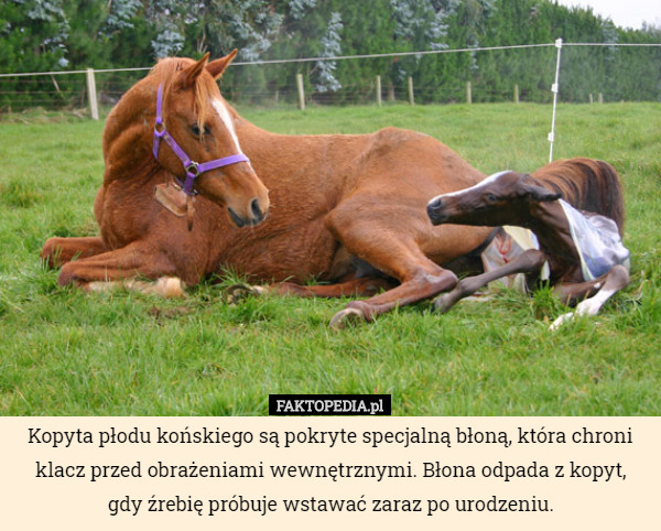 Kopyta płodu końskiego są pokryte specjalną błoną, która chroni klacz przed obrażeniami wewnętrznymi. Błona odpada z kopyt, gdy źrebię próbuje wstawać zaraz po urodzeniu. 