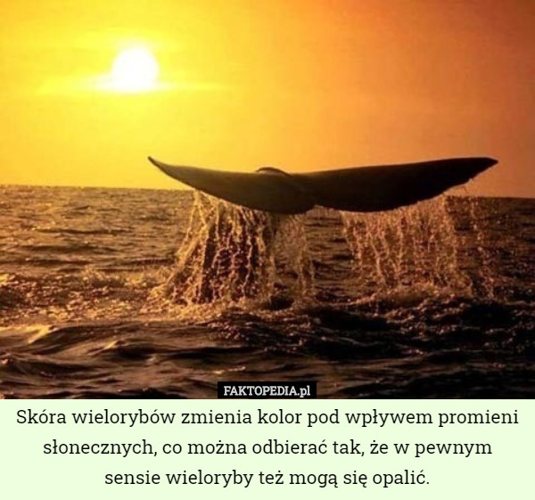 Skóra wielorybów zmienia kolor pod wpływem promieni słonecznych, co można odbierać tak, że w pewnym sensie wieloryby też mogą się opalić. 