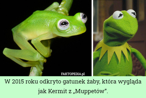 W 2015 roku odkryto gatunek żaby, która wygląda jak Kermit z „Muppetów”. 