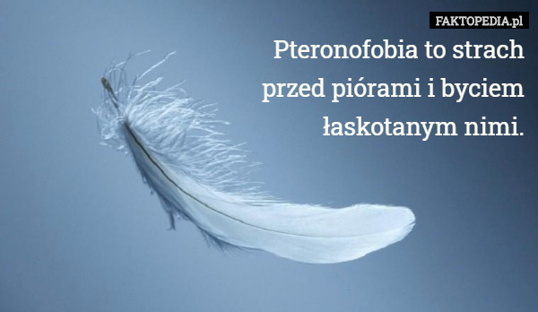 Pteronofobia to strach przed piórami i byciem łaskotanym nimi. 