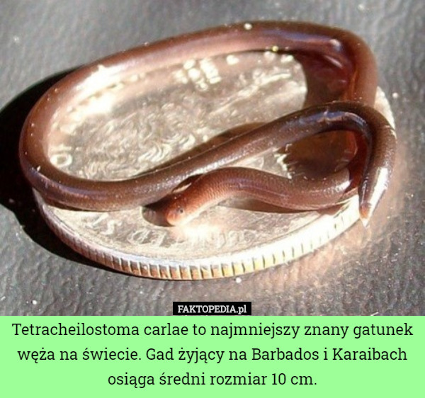 Tetracheilostoma carlae to najmniejszy znany gatunek węża na świecie. Gad żyjący na Barbados i Karaibach osiąga średni rozmiar 10 cm. 