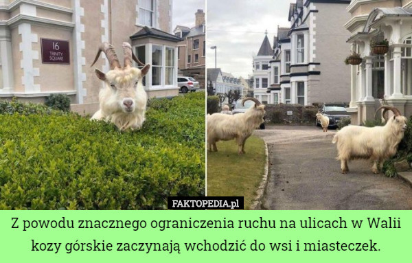 Z powodu znacznego ograniczenia ruchu na ulicach w Walii kozy górskie zaczynają wchodzić do wsi i miasteczek. 