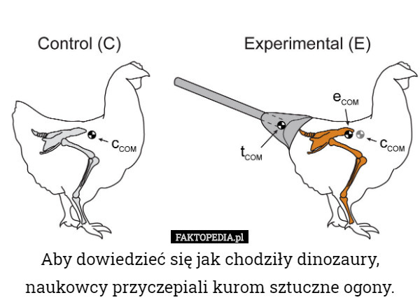 Aby dowiedzieć się jak chodziły dinozaury, naukowcy przyczepiali kurom sztuczne ogony. 