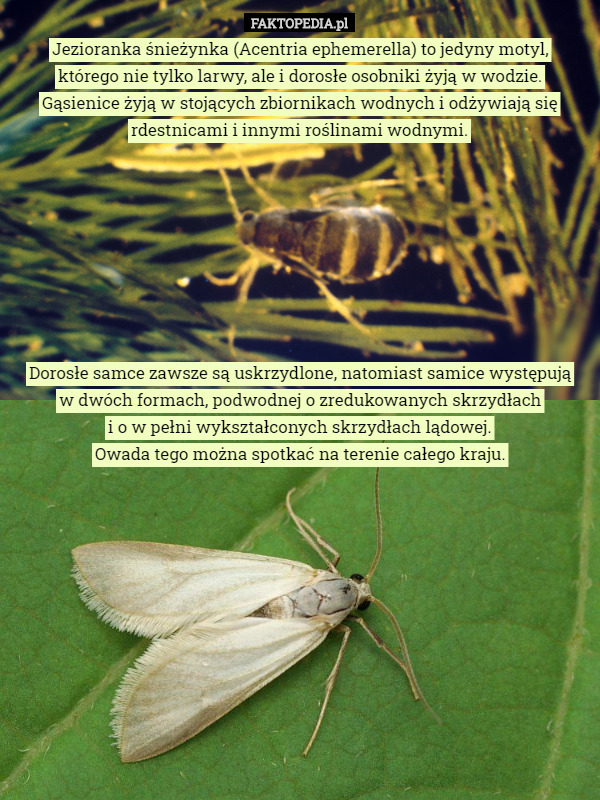 Jezioranka śnieżynka (Acentria ephemerella) to jedyny motyl,
 którego nie tylko larwy, ale i dorosłe osobniki żyją w wodzie.
 Gąsienice żyją w stojących zbiornikach wodnych i odżywiają się rdestnicami i innymi roślinami wodnymi.








 Dorosłe samce zawsze są uskrzydlone, natomiast samice występują
 w dwóch formach, podwodnej o zredukowanych skrzydłach
 i o w pełni wykształconych skrzydłach lądowej.
 Owada tego można spotkać na terenie całego kraju. 