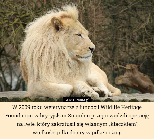 W 2009 roku weterynarze z fundacji Wildlife Heritage Foundation w brytyjskim Smarden przeprowadzili operację na lwie, który zakrztusił się własnym „kłaczkiem”
wielkości piłki do gry w piłkę nożną. 