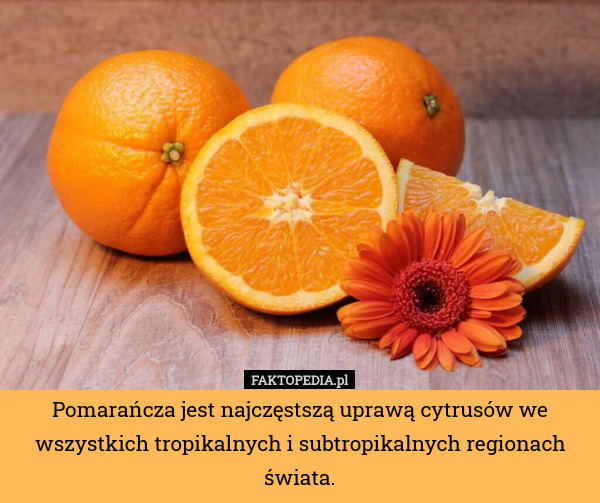 Pomarańcza jest najczęstszą uprawą cytrusów we wszystkich tropikalnych i subtropikalnych regionach świata. 