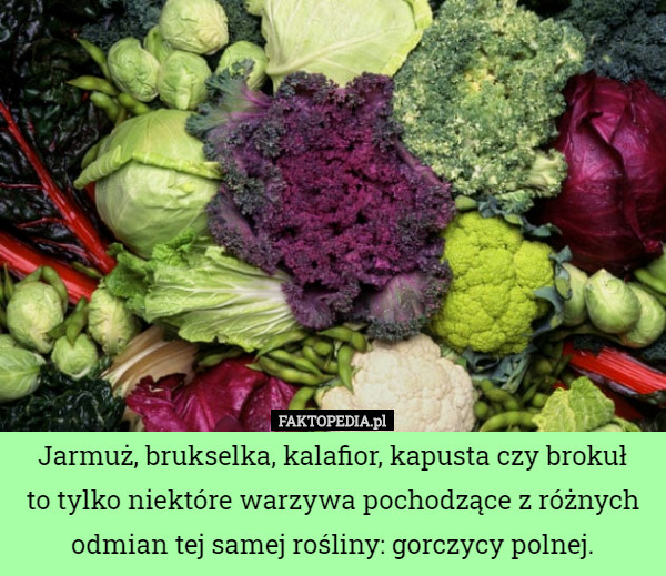 Jarmuż, brukselka, kalafior, kapusta czy brokuł
to tylko niektóre warzywa pochodzące z różnych odmian tej samej rośliny: gorczycy polnej. 