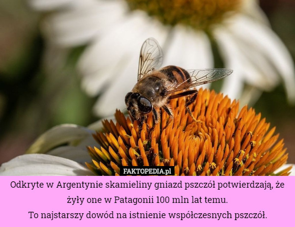 Odkryte w Argentynie skamieliny gniazd pszczół potwierdzają, że żyły one w Patagonii 100 mln lat temu.
To najstarszy dowód na istnienie współczesnych pszczół. 