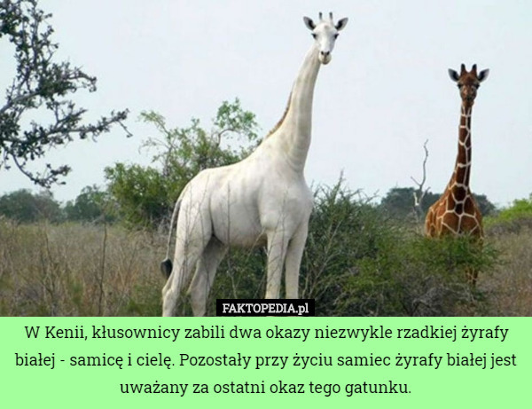 W Kenii, kłusownicy zabili dwa okazy niezwykle rzadkiej żyrafy białej - samicę i cielę. Pozostały przy życiu samiec żyrafy białej jest uważany za ostatni okaz tego gatunku. 