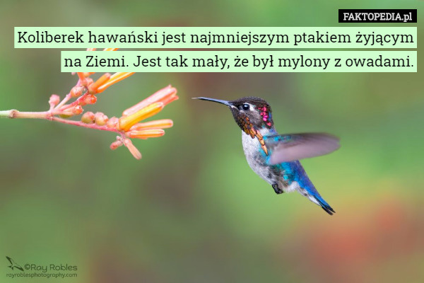 Koliberek hawański jest najmniejszym ptakiem żyjącym na Ziemi. Jest tak mały, że był mylony z owadami. 