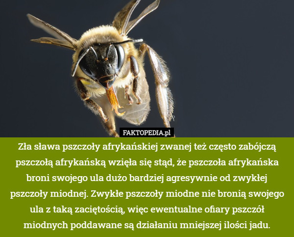 Zła sława pszczoły afrykańskiej zwanej też często zabójczą pszczołą afrykańską wzięła się stąd, że pszczoła afrykańska broni swojego ula dużo bardziej agresywnie od zwykłej pszczoły miodnej. Zwykłe pszczoły miodne nie bronią swojego ula z taką zaciętością, więc ewentualne ofiary pszczół miodnych poddawane są działaniu mniejszej ilości jadu. 