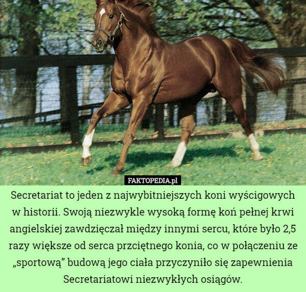 Secretariat to jeden z najwybitniejszych koni wyścigowych w historii. Swoją niezwykle wysoką formę koń pełnej krwi angielskiej zawdzięczał między innymi sercu, które było 2,5 razy większe od serca przciętnego konia, co w połączeniu ze „sportową” budową jego ciała przyczyniło się zapewnienia Secretariatowi niezwykłych osiągów. 