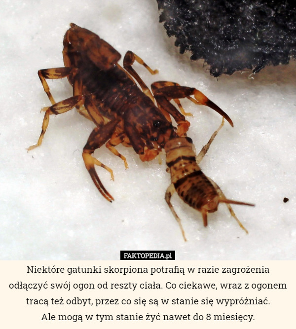 Niektóre gatunki skorpiona potrafią w razie zagrożenia odłączyć swój ogon od reszty ciała. Co ciekawe, wraz z ogonem tracą też odbyt, przez co się są w stanie się wypróżniać.
Ale mogą w tym stanie żyć nawet do 8 miesięcy. 