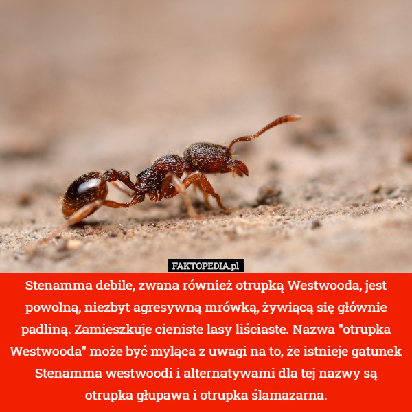 Stenamma debile, zwana również otrupką Westwooda, jest powolną, niezbyt agresywną mrówką, żywiącą się głównie padliną. Zamieszkuje cieniste lasy liściaste. Nazwa "otrupka Westwooda" może być myląca z uwagi na to, że istnieje gatunek Stenamma westwoodi i alternatywami dla tej nazwy są otrupka głupawa i otrupka ślamazarna. 