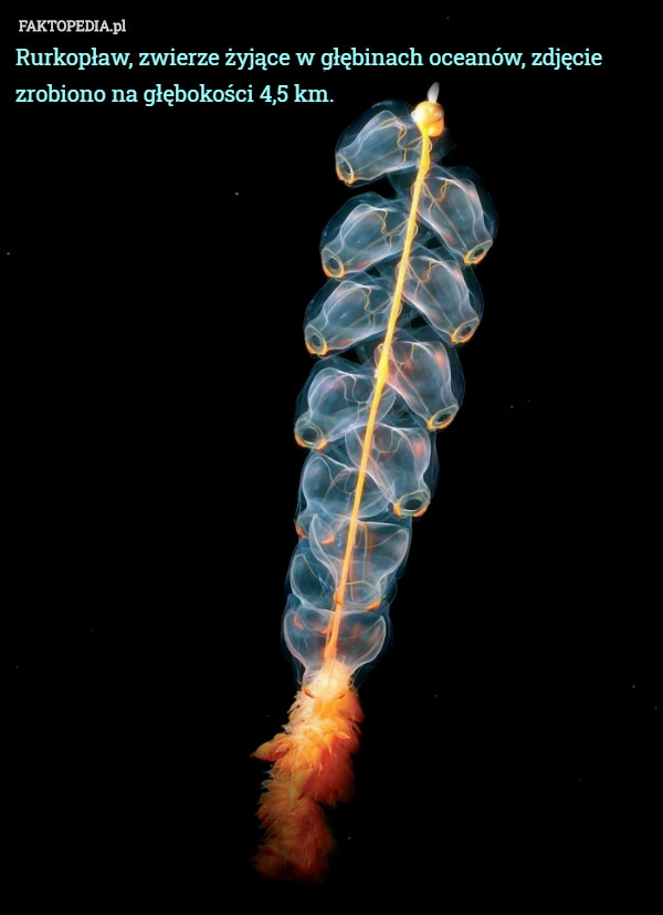 Rurkopław, zwierze żyjące w głębinach oceanów, zdjęcie zrobiono na głębokości 4,5 km. 