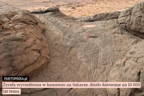 Żyrafa wyrzeźbiona w kamieniu na Saharze, dzieło datowane na 10 000 lat temu. 