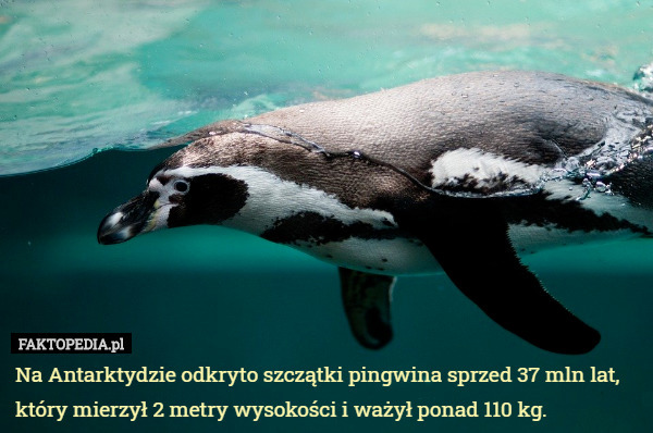 Na Antarktydzie odkryto szczątki pingwina sprzed 37 mln lat, który mierzył 2 metry wysokości i ważył ponad 110 kg. 