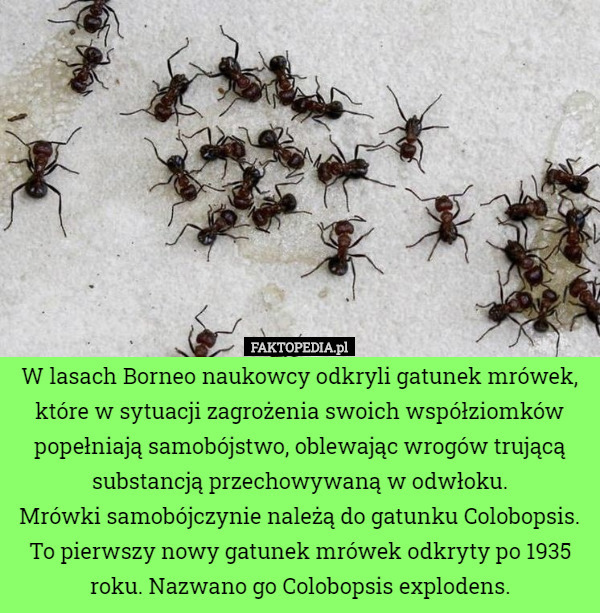 W lasach Borneo naukowcy odkryli gatunek mrówek, które w sytuacji zagrożenia swoich współziomków popełniają samobójstwo, oblewając wrogów trującą substancją przechowywaną w odwłoku.
Mrówki samobójczynie należą do gatunku Colobopsis. To pierwszy nowy gatunek mrówek odkryty po 1935 roku. Nazwano go Colobopsis explodens. 