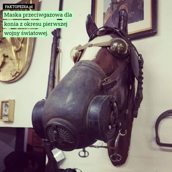 Maska przeciwgazowa dla konia z okresu pierwszej wojny światowej. 