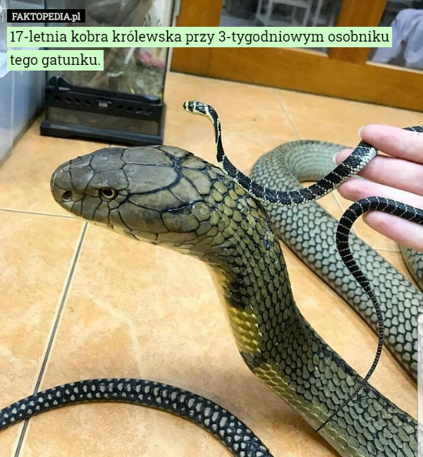 17-letnia kobra królewska przy 3-tygodniowym osobniku tego gatunku. 