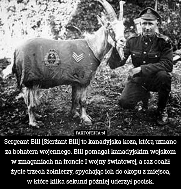 Sergeant Bill [Sierżant Bill] to kanadyjska koza, którą uznano za bohatera wojennego. Bill pomagał kanadyjskim wojskom w zmaganiach na froncie I wojny światowej, a raz ocalił życie trzech żołnierzy, spychając ich do okopu z miejsca,
w które kilka sekund później uderzył pocisk. 