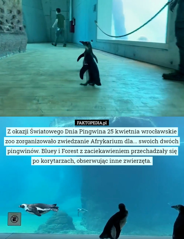 Z okazji Światowego Dnia Pingwina 25 kwietnia wrocławskie zoo zorganizowało zwiedzanie Afrykarium dla... swoich dwóch pingwinów. Bluey i Forest z zaciekawieniem przechadzały się po korytarzach, obserwując inne zwierzęta. 