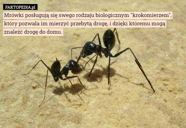 Mrówki posługują się swego rodzaju biologicznym "krokomierzem", który pozwala im mierzyć przebytą drogę, i dzięki któremu mogą znaleźć drogę do domu. 