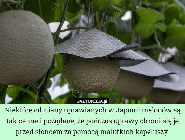 Niektóre odmiany uprawianych w Japonii melonów są tak cenne i pożądane, że podczas uprawy chroni się je przed słońcem za pomocą malutkich kapeluszy. 