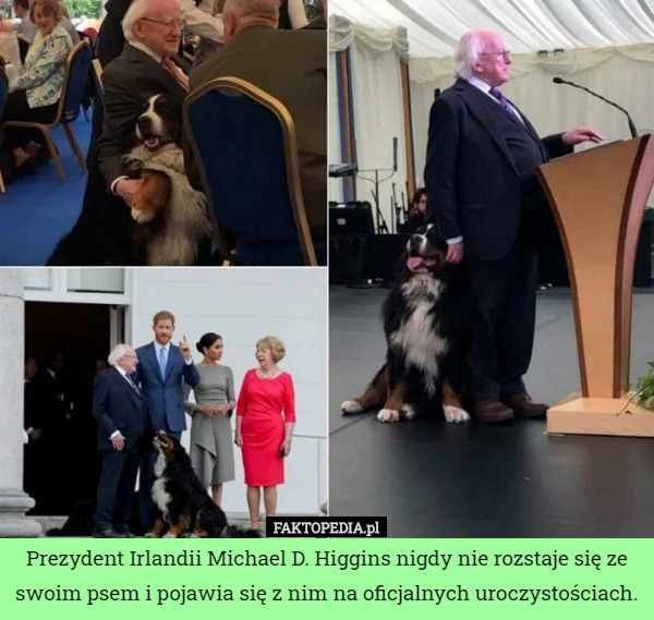 Prezydent Irlandii Michael D. Higgins nigdy nie rozstaje się ze swoim psem i pojawia się z nim na oficjalnych uroczystościach. 