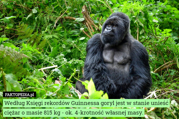 Według Księgi rekordów Guinnessa goryl jest w stanie unieść ciężar o masie 815 kg - ok. 4-krotność własnej masy. 