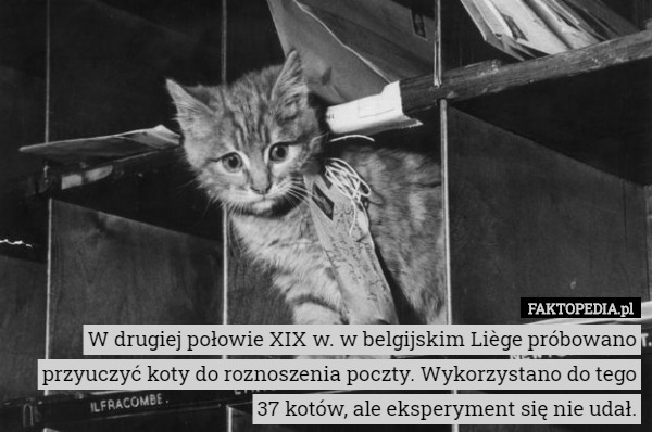 W drugiej połowie XIX w. w belgijskim Liège próbowano przyuczyć koty do roznoszenia poczty. Wykorzystano do tego 37 kotów, ale eksperyment się nie udał. 