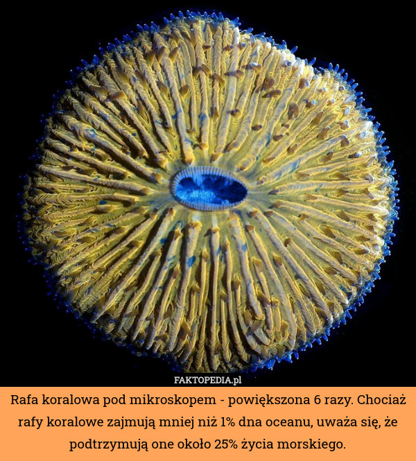 Rafa koralowa pod mikroskopem - powiększona 6 razy. Chociaż rafy koralowe zajmują mniej niż 1% dna oceanu, uważa się, że podtrzymują one około 25% życia morskiego. 